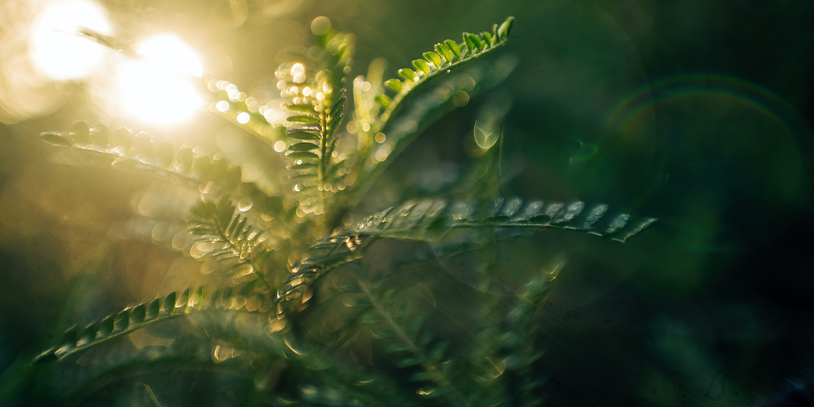 Biologica Spa Alchemy - energising fern forest