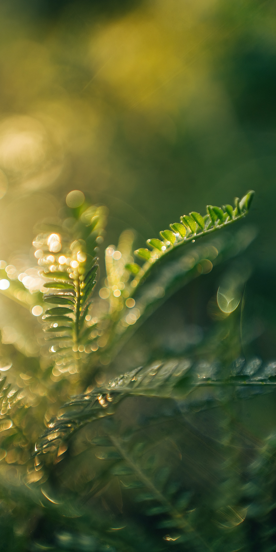 Biologica Spa Alchemy - energising fern forest