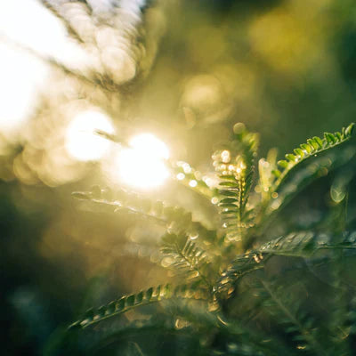 New Zealand ferns in a native forest